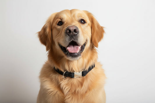 Four dog collars with metal buckles on a light gray background