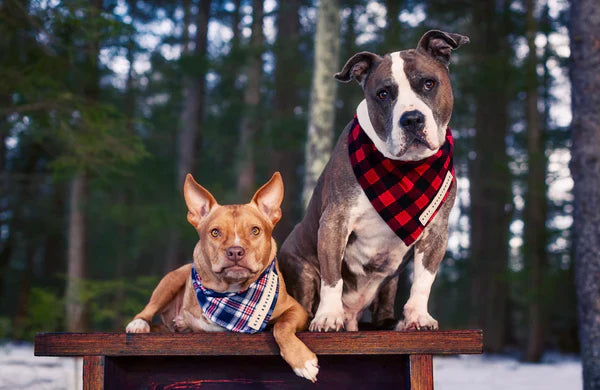 Dog Accessories
