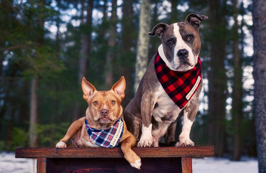 Organic Flannel Dog Bandanna