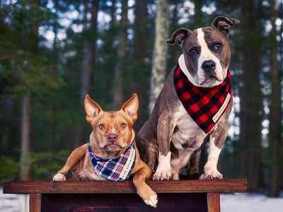 Organic Flannel Dog Bandanna
