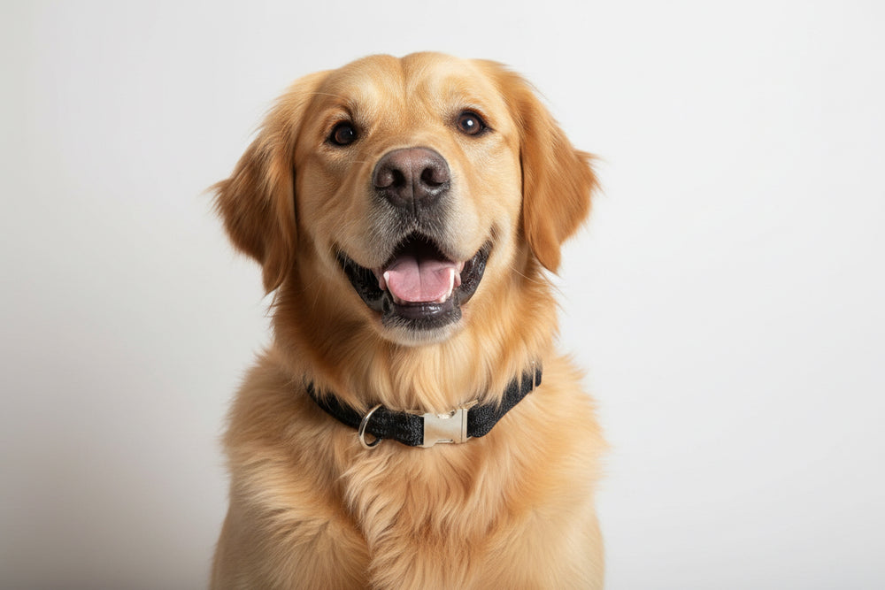 Four dog collars with metal buckles on a light gray background