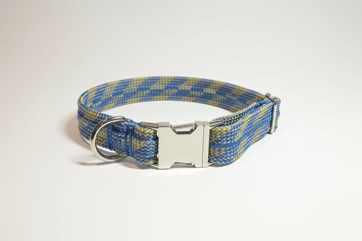 Blue and yellow dog collar with metal buckles on a light gray background