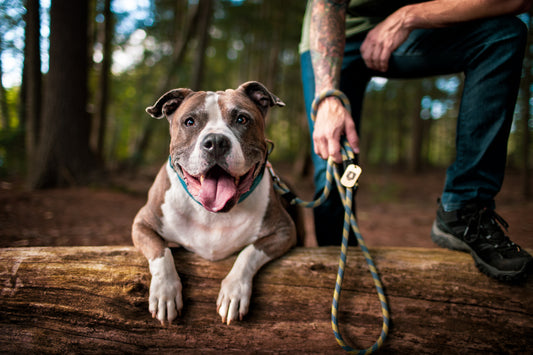 The Merrimack Company - Dog Leash - Made from upcycled climbing rope
